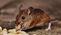 24 Hour & Emergency Exterminators in Eddyville, OR